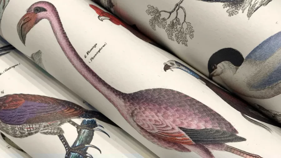 Papel de regalo Fauna - Imagen 3